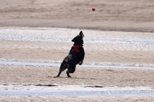 Dog catching ball on beach This landscape photograph captures a dog in motion on the beach at Sutton on Sea, located in Lincolnshire, England, United Kingdom. The dog, wearing a red harness, is actively leaping to catch a ball in mid-air, highlighting typical beach activities involving animals and showcasing the playful nature of dogs. The scene takes place during the late morning in the spring season, as indicated by the lighting and timestamp. The sandy beach, with patches of shallow water, forms the backdrop for this dynamic moment, emphasizing the lively atmosphere often found at coastal locations in Sutton on Sea. The image provides a clear representation of dogs enjoying outdoor recreation at the beach in this part of England.